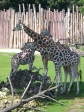 giraffen