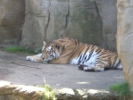 tiger